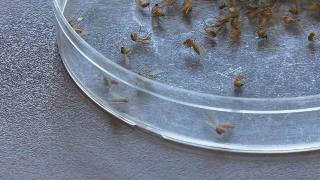 Louisville Metro Health Department mosquitos